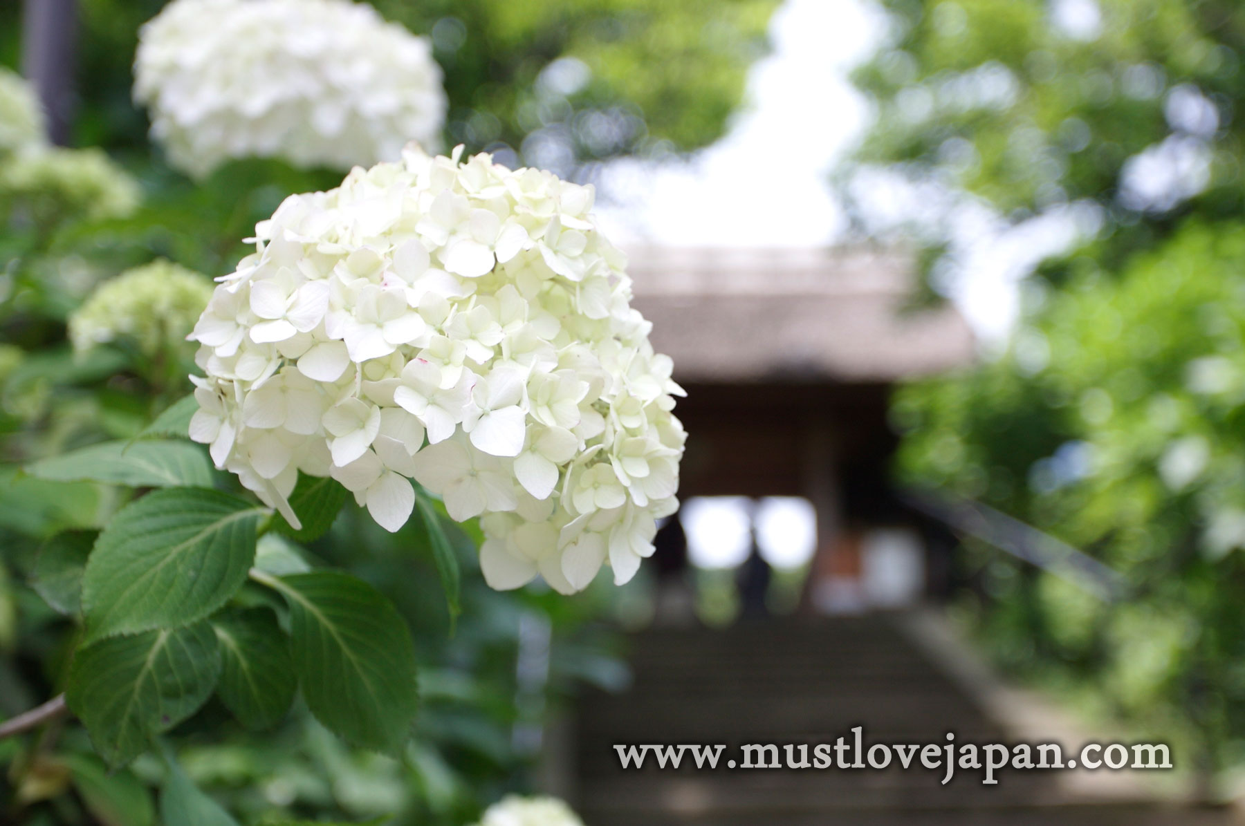 White Ajisai Mustlovejapan Video Travel Guide